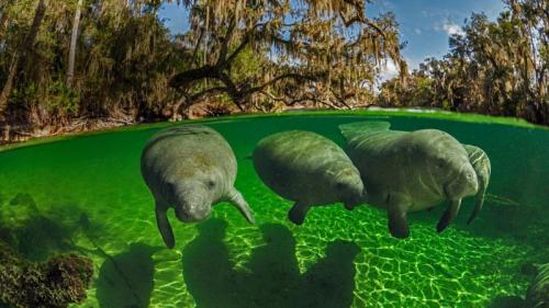 ｢ブルースプリング州立公園のマナティー｣米国フロリダ州 (© Paul Nicklen/Getty Images) Bing Everyday Wallpaper 2019-01-06
/tmp/UploadBetaMyuTP8 [Bing Everyday Wall Paper 2019-01-06] url = http://www.bing.com/az/hprichbg/rb/ManateeAwareness_JA-JP7230337809_1920x1080.jpg

File Size (KB): 327.43 KB
Last Modified: November 26 2021 18:38:25
