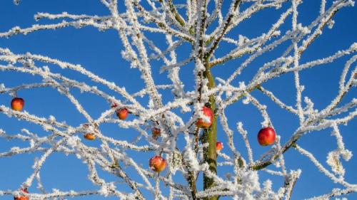 Apfelbaum mit verbliebenen Früchten im Winter (© chris-stein/Getty Images) Bing Everyday Wallpaper 2019-01-11
/tmp/UploadBetay2uoct [Bing Everyday Wall Paper 2019-01-11] url = http://www.bing.com/az/hprichbg/rb/ApfelTag_DE-DE0868427012_1920x1080.jpg

File Size (KB): 324.7 KB
Last Modified: November 26 2021 18:38:23
