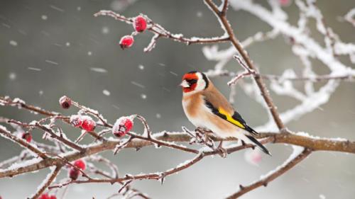 Ein Stieglitz auf dem Zweig einer Hagebutte (© Ernie Janes/Nature Picture Library/Offset) Bing Everyday Wallpaper 2019-01-19
/tmp/UploadBetayxo5VO [Bing Everyday Wall Paper 2019-01-19] url = http://www.bing.com/az/hprichbg/rb/GoldfinchSnow_DE-DE9687725794_1920x1080.jpg

File Size (KB): 319.87 KB
Last Modified: November 26 2021 18:38:24
