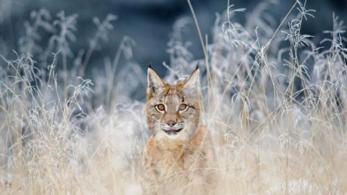 波希米亚摩拉维亚高地的猞猁，捷克 (© sduben/Getty Images Plus) Bing Everyday Wallpaper 2019-01-31
/tmp/UploadBetacHGMJ0 [Bing Everyday Wall Paper 2019-01-31] url = http://www.bing.com/az/hprichbg/rb/WinterLynx_ZH-CN7158207296_1920x1080.jpg

File Size (KB): 333.65 KB
Last Modified: November 26 2021 18:38:25
