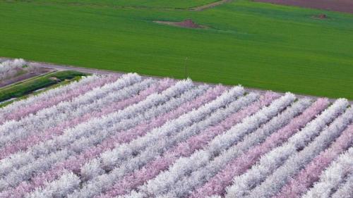 花团锦簇的扁桃果园，加利福尼亚州萨克拉门托山谷 (© Anthony Dunn/Alamy) Bing Everyday Wallpaper 2019-02-09
/tmp/UploadBetamaBsyY [Bing Everyday Wall Paper 2019-02-09] url = http://www.bing.com/az/hprichbg/rb/AlmondOrchard_ZH-CN6176656132_1920x1080.jpg

File Size (KB): 325.49 KB
Last Modified: November 26 2021 18:38:09
