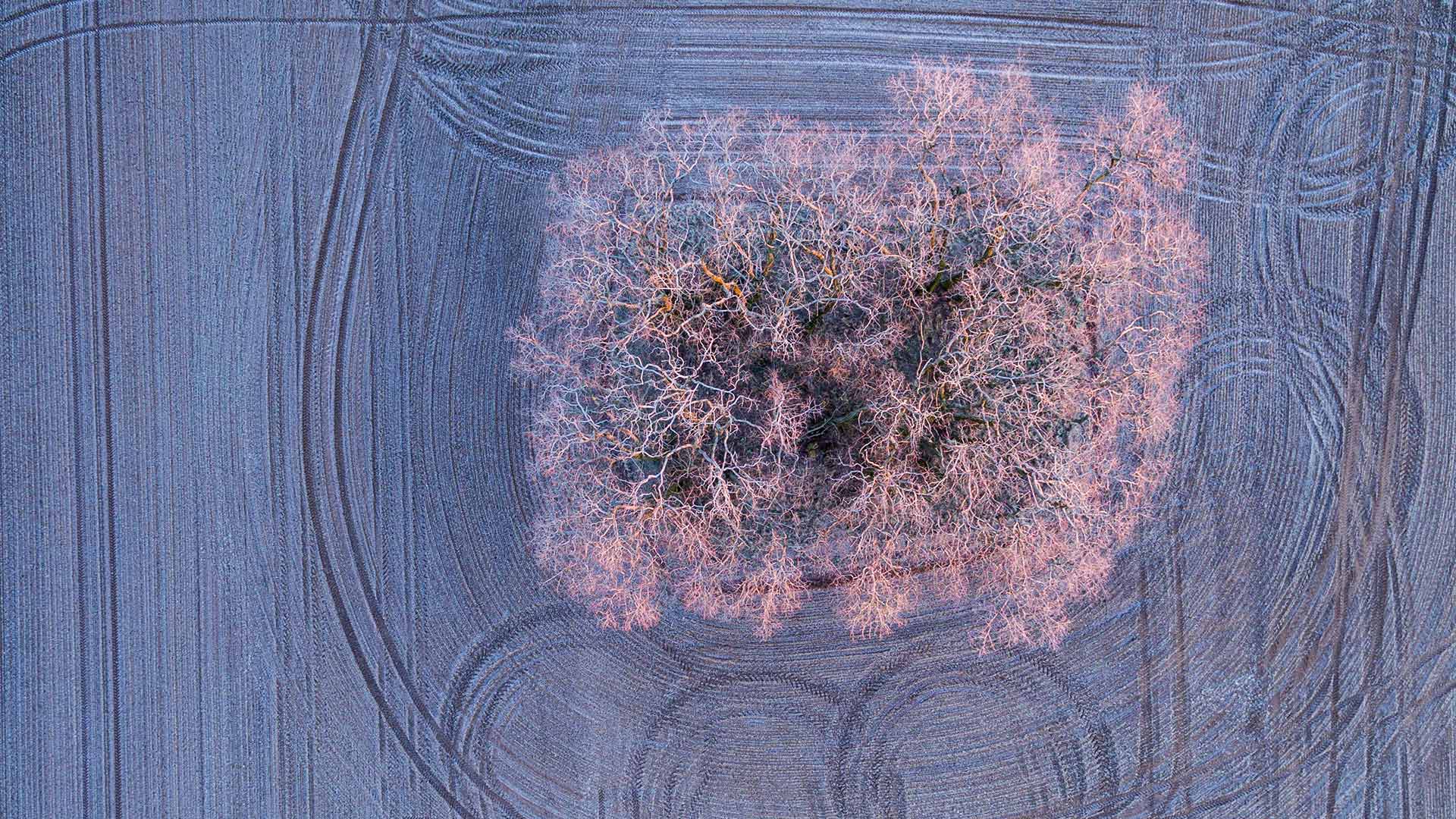 Warmes Licht der aufgehenden Morgensonne auf mit Frost bedeckten Bäumen auf einem Feld bei Jacobsdorf, Brandenburg, Deutschland (© picture alliance/Getty Images) Bing Everyday Wallpaper 2019-02-25, hytr4H [Bing Everyday Wall Paper 2019-02-25] url = http://www.bing.com/az/hprichbg/rb/BaumJacobsdorf_DE-DE6534419854_1920x1080.jpg