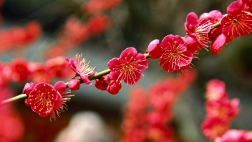 ｢北野天満宮の梅｣京都, 上京区 (© Akira Kaede/Getty Images) Bing Everyday Wallpaper 2019-02-25
/tmp/UploadBetavuAoEX [Bing Everyday Wall Paper 2019-02-25] url = http://www.bing.com/az/hprichbg/rb/UmeMatsuri__JA-JP2321314110_1920x1080.jpg

File Size (KB): 321.4 KB
Last Modified: November 26 2021 18:38:10
