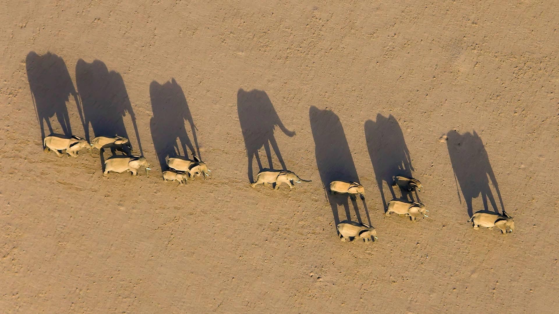 Elefantenherde in der Region Damaraland, Namibia (© Michael Poliza/Getty Images) Bing Everyday Wallpaper 2019-03-01, BcfJ5w [Bing Everyday Wall Paper 2019-03-01] url = http://www.bing.com/az/hprichbg/rb/ElephantMarch_DE-DE2500981979_1920x1080.jpg