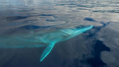 ｢ナガスクジラ｣ポルトガル, アゾレス諸島 (© Luis Quinta/Minden Pictures) Bing Everyday Wallpaper 2019-03-02
/tmp/UploadBeta6TnrEx [Bing Everyday Wall Paper 2019-03-02] url = http://www.bing.com/az/hprichbg/rb/FinWhale_JA-JP4358908519_1920x1080.jpg

File Size (KB): 336.03 KB
Last Modified: November 26 2021 18:38:44
