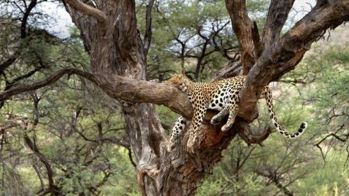 Leopard snoozing in a tree in Namibia (© M. Watsonantheo/SuperStock) Bing Everyday Wallpaper 2019-03-04
/tmp/UploadBetaFi5MQy [Bing Everyday Wall Paper 2019-03-04] url = http://www.bing.com/az/hprichbg/rb/LeopardNamibia_EN-AU3168404157_1920x1080.jpg

File Size (KB): 331.83 KB
Last Modified: November 26 2021 18:38:43

