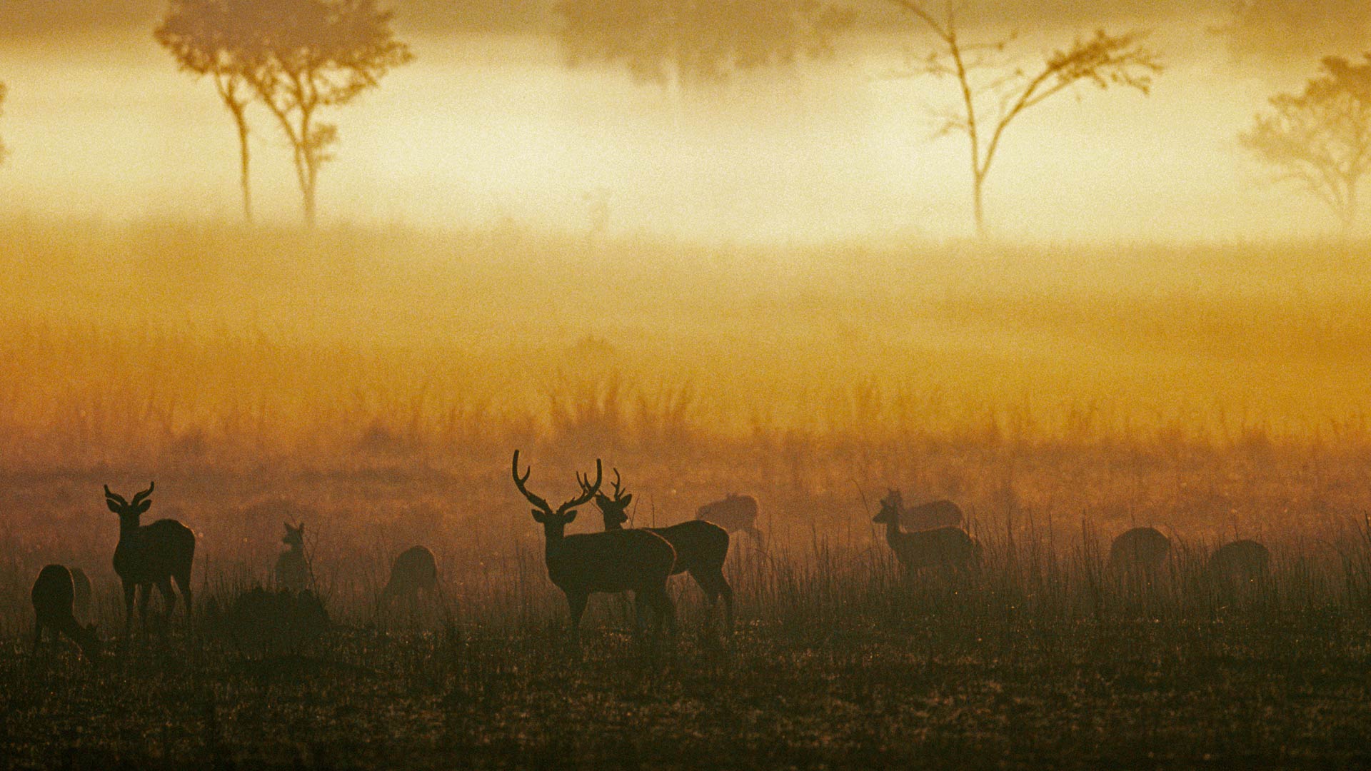 黎明时分薄雾草原上的白斑鹿，印度中央邦坎哈国家公园 (© Pete Oxford/Minden Pictures) Bing Everyday Wallpaper 2019-03-16, Pi0won [Bing Everyday Wall Paper 2019-03-16] url = http://www.bing.com/th?id=OHR.ChitalDawn_ZH-CN0851079165_1920x1080.jpg