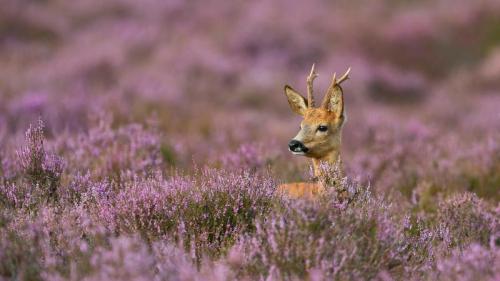 Rehbock umgeben von blühender Besenheide (© wonderful-Earth.net/Alamy Stock Photo) Bing Everyday Wallpaper 2019-03-20
/tmp/UploadBetaxF228g [Bing Everyday Wall Paper 2019-03-20] url = http://www.bing.com/th?id=OHR.BesenheideBDJ_DE-DE3228013511_1920x1080.jpg

File Size (KB): 329.57 KB
Last Modified: November 26 2021 18:38:48
