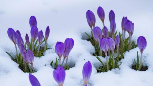 番红花 (© Lorianne Ende/Getty Images) Bing Everyday Wallpaper 2019-03-20
/tmp/UploadBetavyfH3s [Bing Everyday Wall Paper 2019-03-20] url = http://www.bing.com/th?id=OHR.EarlyBloomer_ZH-CN1044452089_1920x1080.jpg

File Size (KB): 291.3 KB
Last Modified: November 26 2021 18:38:48
