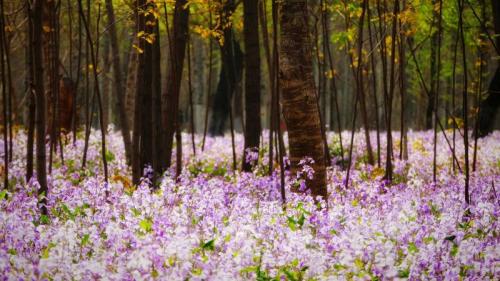 【今日春分】  (© Raymond Shi/EyeEm/Getty Images) Bing Everyday Wallpaper 2019-03-21
/tmp/UploadBetaXSu5KX [Bing Everyday Wall Paper 2019-03-21] url = http://www.bing.com/th?id=OHR.springequinox_ZH-CN1099430476_1920x1080.jpg

File Size (KB): 325.72 KB
Last Modified: November 26 2021 18:38:44
