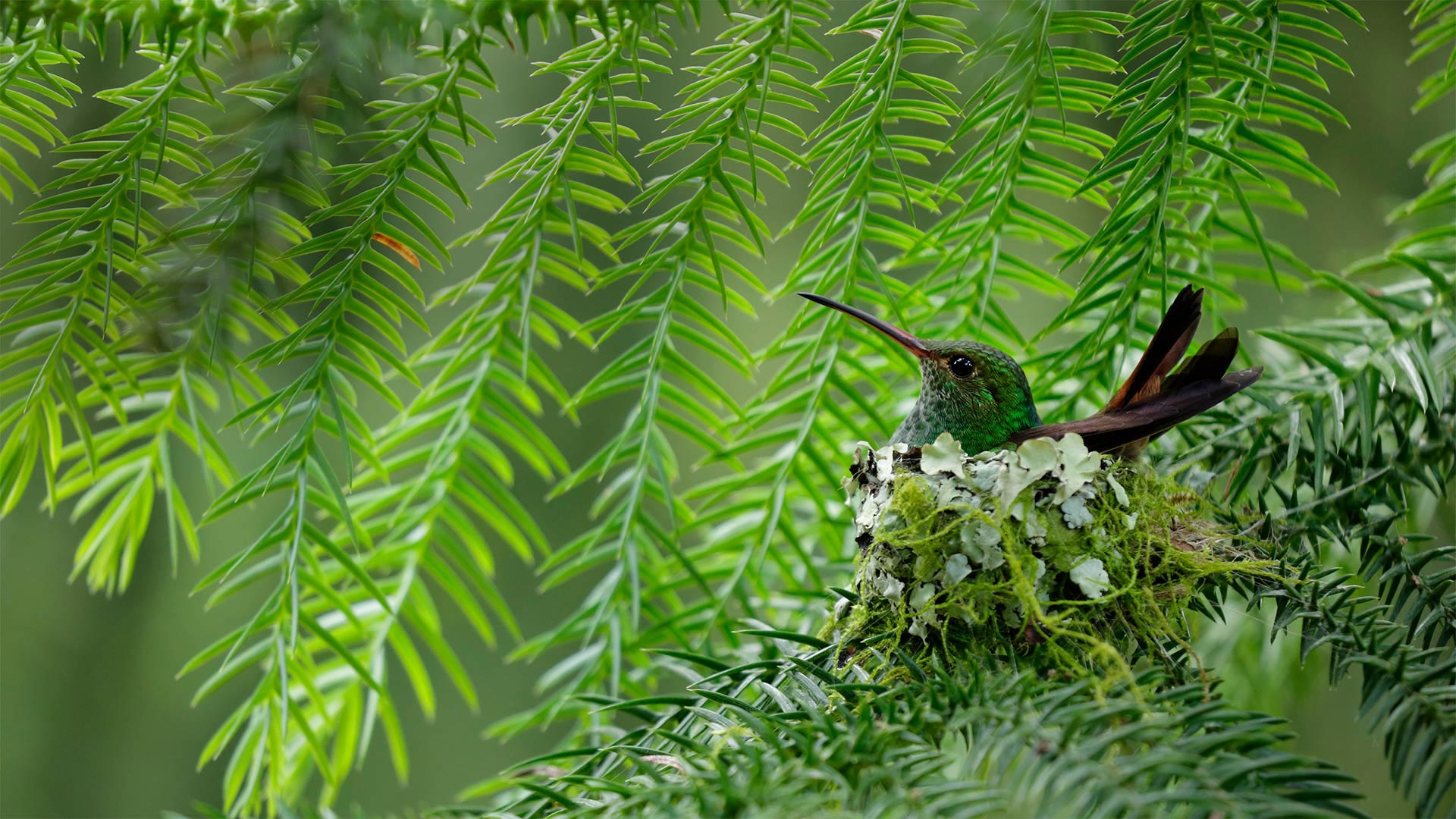 哥斯达黎加的一只棕尾蜂鸟 (© Juan Carlos Vindas/Getty Images) Bing Everyday Wallpaper 2019-03-28, 2U5jQJ [Bing Everyday Wall Paper 2019-03-28] url = http://www.bing.com/th?id=OHR.RufousTailed_ZH-CN1593368869_1920x1080.jpg
