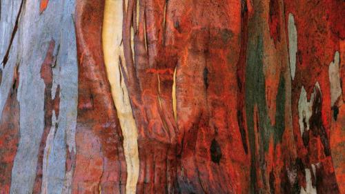 Alpine eucalypt bark in Tasmania, Australia (© Australian Scenics/Getty Images) Bing Everyday Wallpaper 2019-03-31
/tmp/UploadBetavbkf7u [Bing Everyday Wall Paper 2019-03-31] url = http://www.bing.com/th?id=OHR.AlpineEucalyptBark_ROW0246563717_1920x1080.jpg

File Size (KB): 329.31 KB
Last Modified: November 26 2021 18:38:50
