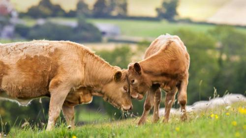 Cow with calf in a rural field for Mother’s Day (© Juice Images/Offset) Bing Everyday Wallpaper 2019-03-31
/tmp/UploadBetaZU37Qs [Bing Everyday Wall Paper 2019-03-31] url = http://www.bing.com/th?id=OHR.CowCalf_EN-GB9767578949_1920x1080.jpg

File Size (KB): 331.83 KB
Last Modified: November 26 2021 18:38:50

