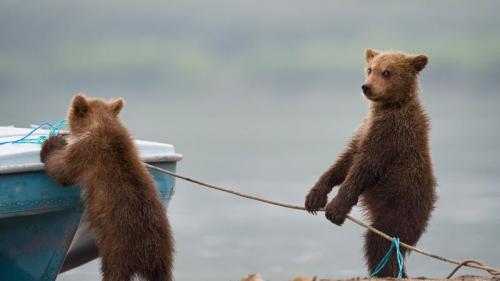 湖边玩耍的小熊 (© Sergey Ivanov/Getty) Bing Everyday Wallpaper 2019-04-01
/tmp/UploadBetaXCMPL6 [Bing Everyday Wall Paper 2019-04-01] url = http://www.bing.com/th?id=OHR.MischiefCubs_ZH-CN5217361502_1920x1080.jpg

File Size (KB): 324.85 KB
Last Modified: November 26 2021 18:37:55
