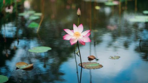｢蓮の花｣ベトナム (© Tuan Nguyen Minh/500px/Getty Images) Bing Everyday Wallpaper 2019-04-08
/tmp/UploadBeta7Jx2kL [Bing Everyday Wall Paper 2019-04-08] url = http://www.bing.com/th?id=OHR.FlowerFes__JA-JP2679822467_1920x1080.jpg

File Size (KB): 301.75 KB
Last Modified: November 26 2021 18:37:57
