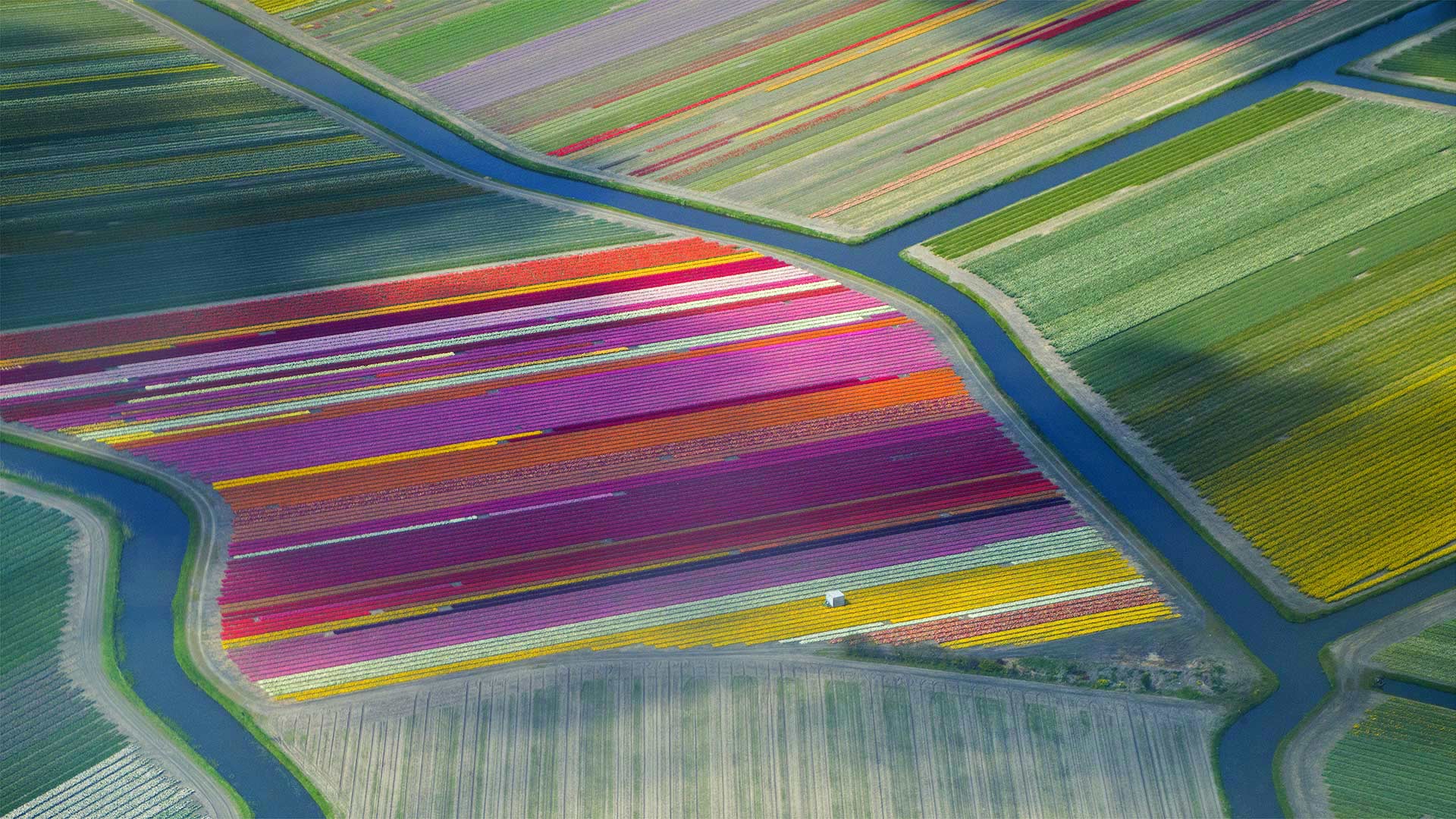 荷兰Duin- en Bollenstreek地区的郁金香田 (© Frans Sellies/Getty Images) Bing Everyday Wallpaper 2019-04-11, wCl1oX [Bing Everyday Wall Paper 2019-04-11] url = http://www.bing.com/th?id=OHR.Bollenstreek_ZH-CN5400317097_1920x1080.jpg