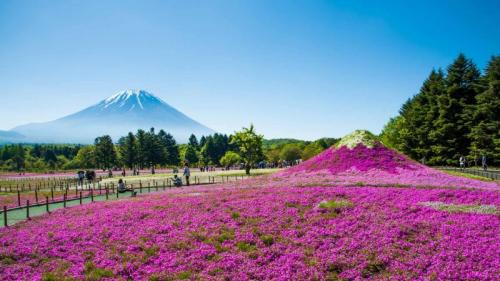 ｢富士芝桜まつり｣山梨, 富士河口湖町 (© Srinil/shutterstock) Bing Everyday Wallpaper 2019-04-12
/tmp/UploadBeta1kuKOK [Bing Everyday Wall Paper 2019-04-12] url = http://www.bing.com/th?id=OHR.FujiSakura_JA-JP7532262193_1920x1080.jpg

File Size (KB): 305.9 KB
Last Modified: November 26 2021 18:37:54

