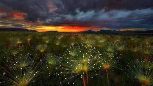 日落时的Paepalanthus花，巴西Chapada dos Veadeiros国家公园 (© Marcio Cabral/Getty Images) Bing Everyday Wallpaper 2019-04-19
/tmp/UploadBetajS2z4c [Bing Everyday Wall Paper 2019-04-19] url = http://www.bing.com/th?id=OHR.Paepalanthus_ZH-CN2626725103_1920x1080.jpg

File Size (KB): 332.78 KB
Last Modified: November 26 2021 18:37:57
