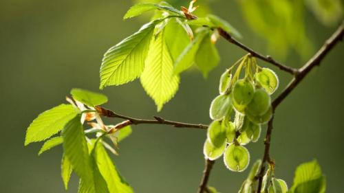 Zweige und Früchte der Flatterulme (Ulmus laevis). Zum Tag des Baumes (© blickwinkel/Alamy Stock Photo) Bing Everyday Wallpaper 2019-04-25
/tmp/UploadBeta6J7aqr [Bing Everyday Wall Paper 2019-04-25] url = http://www.bing.com/th?id=OHR.Flatterulme_DE-DE1328076055_1920x1080.jpg

File Size (KB): 311.73 KB
Last Modified: November 26 2021 18:37:59
