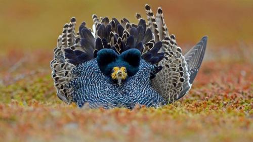 Ruff male displaying on Varanger Peninsula in Norway (© Winfried Wisniewski/Minden Pictures) Bing Everyday Wallpaper 2019-04-26
/tmp/UploadBetaAyyNmJ [Bing Everyday Wall Paper 2019-04-26] url = http://www.bing.com/th?id=OHR.RuffLek_EN-GB9075430240_1920x1080.jpg

File Size (KB): 331.14 KB
Last Modified: November 26 2021 18:37:56

