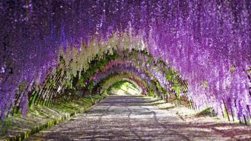 ｢藤のトンネル｣福岡県, 北九州市, 河内藤園 (© Wibowo Rusli/Alamy) Bing Everyday Wallpaper 2019-04-26
/tmp/UploadBeta6gM6im [Bing Everyday Wall Paper 2019-04-26] url = http://www.bing.com/th?id=OHR.WisteriaTunnel_JA-JP2376565418_1920x1080.jpg

File Size (KB): 332.6 KB
Last Modified: November 26 2021 18:37:56
