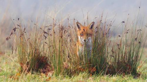 A fox in the grass (© Frederic Desmette/Minden Pictures) Bing Everyday Wallpaper 2019-05-08
/tmp/UploadBetaO5dN3x [Bing Everyday Wall Paper 2019-05-08] url = http://www.bing.com/th?id=OHR.VulpesVulpes_EN-GB5771580953_1920x1080.jpg

File Size (KB): 326.47 KB
Last Modified: November 26 2021 18:38:30

