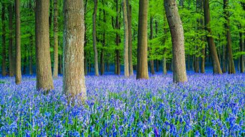 A carpet of bluebells in beech woodland, Hertfordshire (© Dan Tucker/Alamy) Bing Everyday Wallpaper 2019-05-10
/tmp/UploadBetaoGtsMp [Bing Everyday Wall Paper 2019-05-10] url = http://www.bing.com/th?id=OHR.BluebellBeech_EN-GB5884875509_1920x1080.jpg

File Size (KB): 306.7 KB
Last Modified: November 26 2021 18:38:30
