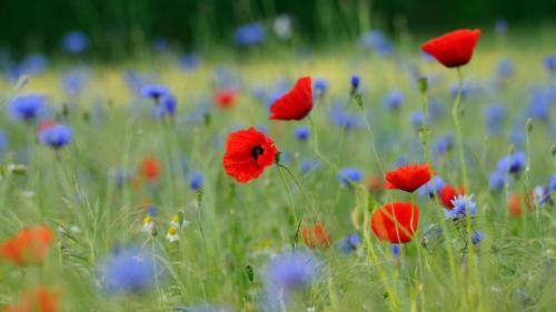 草地上的罂粟和矢车菊，德国北莱茵-威斯特法伦州 (© imageBROKER/Alamy) Bing Everyday Wallpaper 2019-05-29
/tmp/UploadBetaPJUHS5 [Bing Everyday Wall Paper 2019-05-29] url = http://www.bing.com/th?id=OHR.BlumenwieseNRW_ZH-CN4774429225_1920x1080.jpg

File Size (KB): 334.67 KB
Last Modified: November 26 2021 18:38:26
