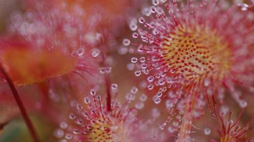 Common sundew (Drosera rotundifolia) (© Christophe Sidamon-Pesson/Minden Pictures) Bing Everyday Wallpaper 2019-06-18
/tmp/UploadBeta6IvnHQ [Bing Everyday Wall Paper 2019-06-18] url = http://www.bing.com/th?id=OHR.CommonSundewVosges_ROW9035994324_1920x1080.jpg

File Size (KB): 333.44 KB
Last Modified: November 26 2021 18:39:45
