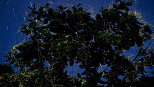 Glühwürmchen umschwirren einen Katappenbaum, Provinz Camarines Sur, Insel Luzon, Philippinen (© Jurgen Freund/Minden Pictures) Bing Everyday Wallpaper 2019-06-23
/tmp/UploadBetal1M28l [Bing Everyday Wall Paper 2019-06-23] url = http://www.bing.com/th?id=OHR.PhilippinesFirefly_DE-DE7426573069_1920x1080.jpg

File Size (KB): 329.84 KB
Last Modified: November 26 2021 18:39:44
