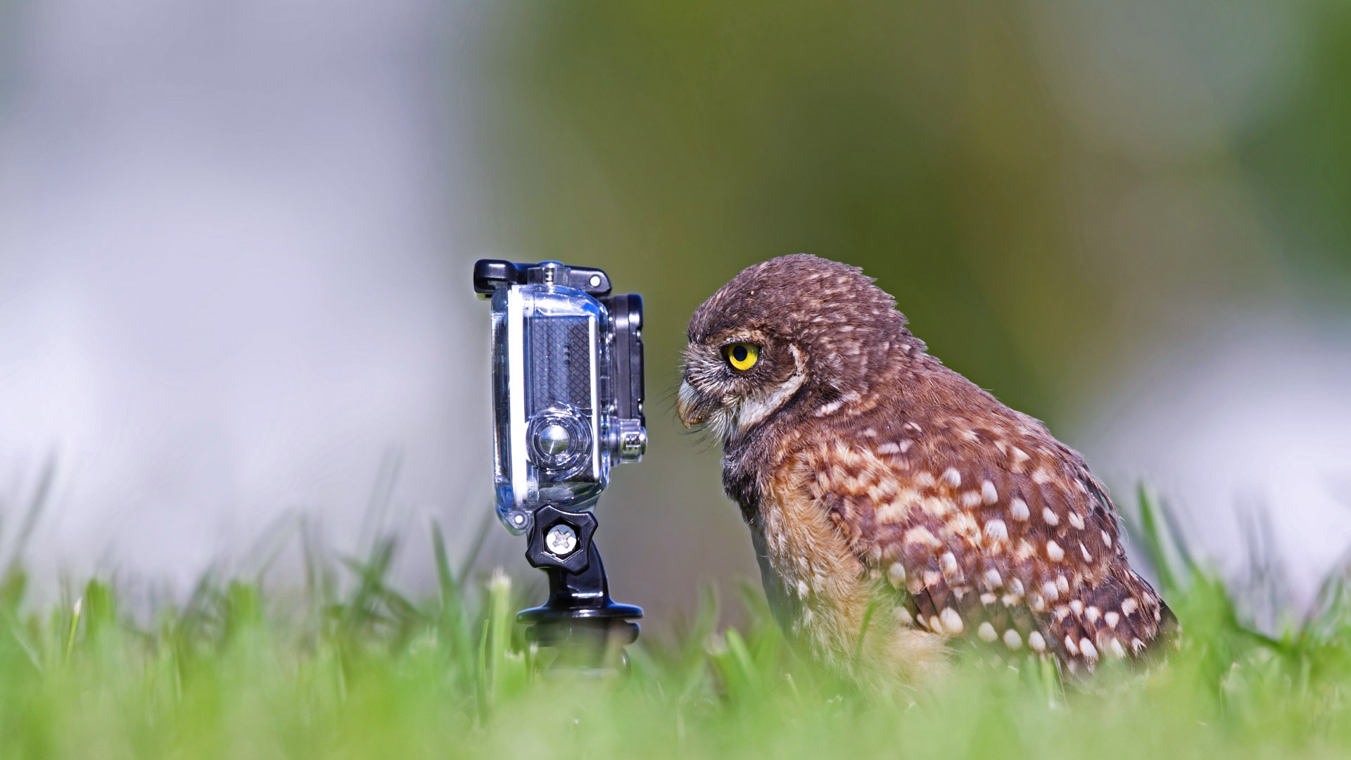 一只正在摆姿势的穴鸮，佛罗里达州开普科勒尔 (© mlorenzphotography/Getty Images) Bing Everyday Wallpaper 2019-06-29, t8gvEp [Bing Everyday Wall Paper 2019-06-29] url = http://www.bing.com/th?id=OHR.BurrowingOwlet_ZH-CN5583013899_1920x1080.jpg