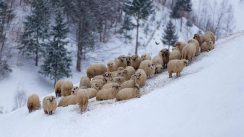 Flock of sheep in the mountains, during winter (© cta88/iStock/Getty Images Plus) Bing Everyday Wallpaper 2019-07-04
/tmp/UploadBetarA72iV [Bing Everyday Wall Paper 2019-07-04] url = http://www.bing.com/th?id=OHR.MountainSheepAustralia_EN-AU2332417567_1920x1080.jpg

File Size (KB): 329.12 KB
Last Modified: November 26 2021 18:38:34
