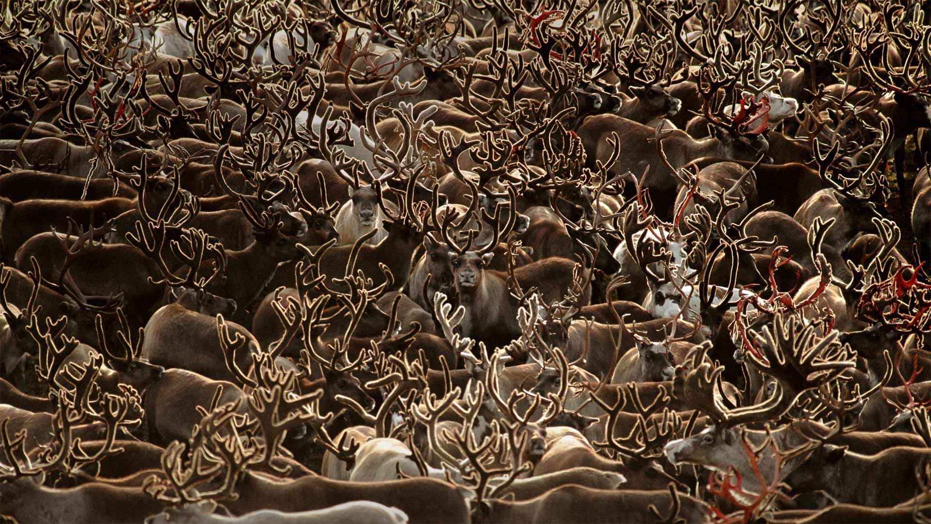 科伯克谷国家公园里的驯鹿，阿拉斯加 (© Staffan Widstrand/Minden Pictures) Bing Everyday Wallpaper 2019-07-07, nDdunb [Bing Everyday Wall Paper 2019-07-07] url = http://www.bing.com/th?id=OHR.WesternArcticHerd_ZH-CN6254887608_1920x1080.jpg