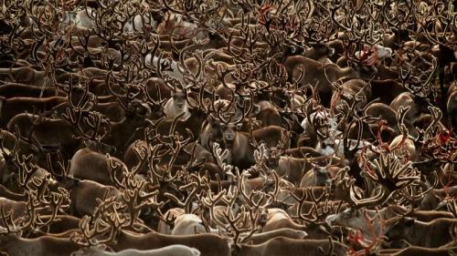 科伯克谷国家公园里的驯鹿，阿拉斯加 (© Staffan Widstrand/Minden Pictures) Bing Everyday Wallpaper 2019-07-07
/tmp/UploadBetanDdunb [Bing Everyday Wall Paper 2019-07-07] url = http://www.bing.com/th?id=OHR.WesternArcticHerd_ZH-CN6254887608_1920x1080.jpg

File Size (KB): 329.44 KB
Last Modified: November 26 2021 18:38:39
