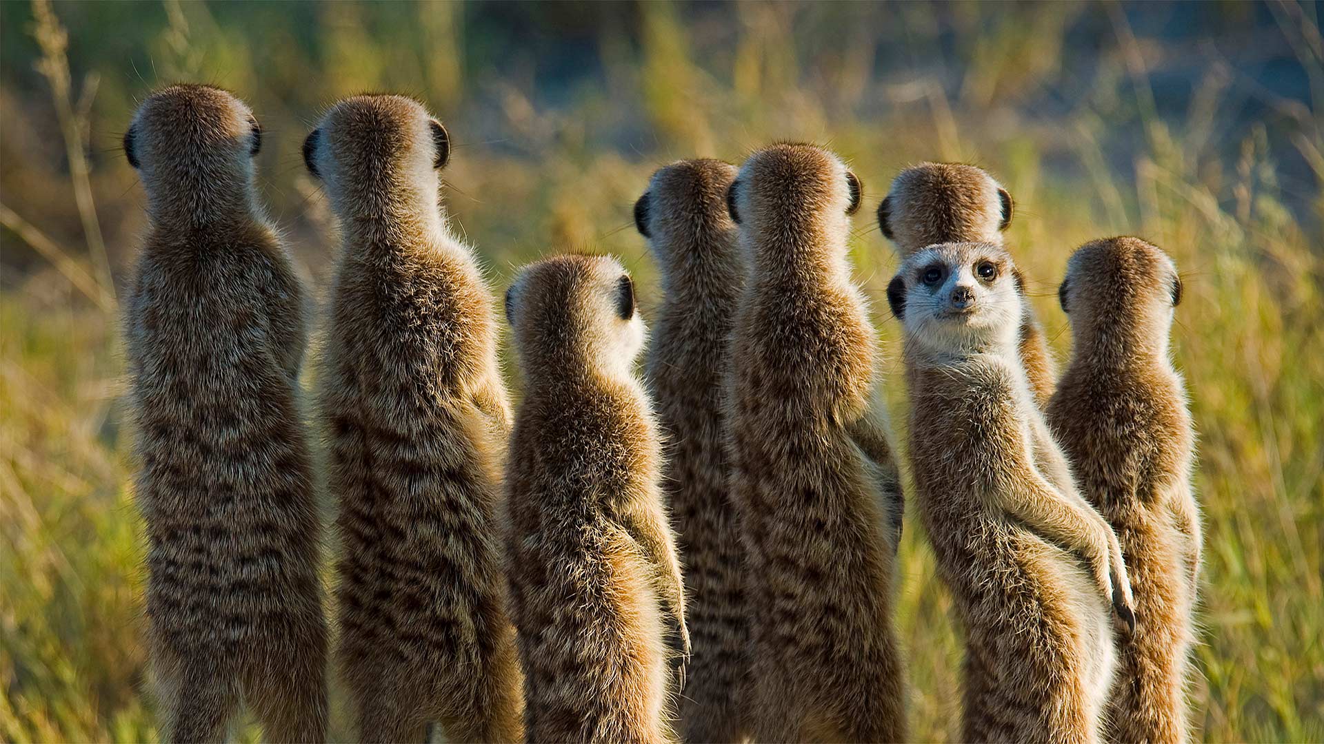Meerkats in the Kalahari Desert in Botswana (© Aluma Images/Getty Images) Bing Everyday Wallpaper 2019-07-25, m8aG3W [Bing Everyday Wall Paper 2019-07-25] url = http://www.bing.com/th?id=OHR.MeerkatMob_EN-US0017108852_1920x1080.jpg