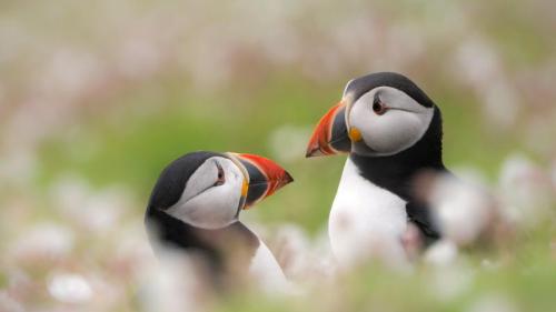 Puffins among sea campion on Skomer Island, Pembrokeshire, Wales (© Ross Hoddinott/Minden Pictures) Bing Everyday Wallpaper 2019-07-29
/tmp/UploadBetanVtku0 [Bing Everyday Wall Paper 2019-07-29] url = http://www.bing.com/th?id=OHR.PuffinSkomer_EN-GB4026055304_1920x1080.jpg

File Size (KB): 328.89 KB
Last Modified: November 26 2021 18:38:34
