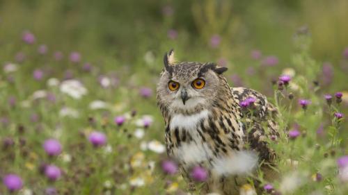 Eurasian Eagle-Owl (Bubo bubo) in wildflower meadow, Rhineland-Palatinate, Germany (© Rosl Roessner/Minden Pictures) Bing Everyday Wallpaper 2019-08-03
/tmp/UploadBeta1L8fcQ [Bing Everyday Wall Paper 2019-08-03] url = http://www.bing.com/th?id=OHR.UhuRLP_EN-GB1604293775_1920x1080.jpg

File Size (KB): 322.02 KB
Last Modified: November 26 2021 18:38:56
