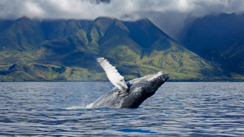 A humpback whale off the coast of Maui, Hawaii (© Design Pics/Danita Delimont) Bing Everyday Wallpaper 2019-08-04
/tmp/UploadBetaQ6C7Oy [Bing Everyday Wall Paper 2019-08-04] url = http://www.bing.com/th?id=OHR.HumpbackSanctuary_ROW5860414175_1920x1080.jpg

File Size (KB): 337.76 KB
Last Modified: November 26 2021 18:38:51

