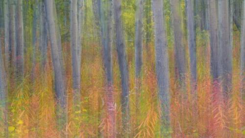 克鲁瓦尼国家公园中杨树的抽象动态模糊影像，育空 (© Don Paulson/Jaynes Gallery/Danita Delimont) Bing Everyday Wallpaper 2019-08-09
/tmp/UploadBeta3Sb0ID [Bing Everyday Wall Paper 2019-08-09] url = http://www.bing.com/th?id=OHR.KluaneAspen_ZH-CN0028056280_1920x1080.jpg

File Size (KB): 318.31 KB
Last Modified: November 26 2021 18:39:00
