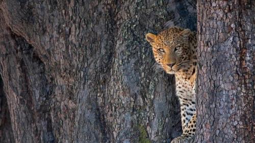 Male leopard in Linyanti Wildlife Reserve, Botswana (© Karine Aigner/Tandem Stills + Motion) Bing Everyday Wallpaper 2019-08-09
/tmp/UploadBetaihYIIW [Bing Everyday Wall Paper 2019-08-09] url = http://www.bing.com/th?id=OHR.LinyantiLeopard_EN-US4417191333_1920x1080.jpg

File Size (KB): 332.95 KB
Last Modified: November 26 2021 18:39:00
