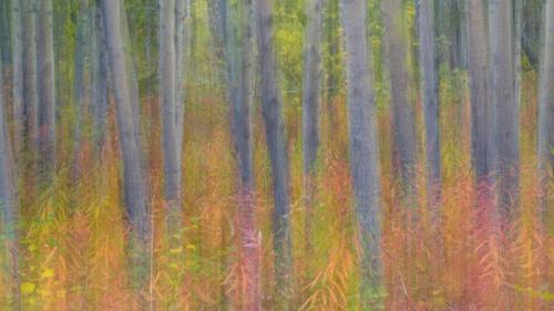 Aspen trees in Kluane National Park and Reserve, Yukon, Canada (© Don Paulson/Jaynes Gallery/Danita Delimont) Bing Everyday Wallpaper 2019-08-10
/tmp/UploadBetacaJOoR [Bing Everyday Wall Paper 2019-08-10] url = http://www.bing.com/th?id=OHR.KluaneAspen_ROW6272405192_1920x1080.jpg

File Size (KB): 320.32 KB
Last Modified: November 26 2021 18:38:57
