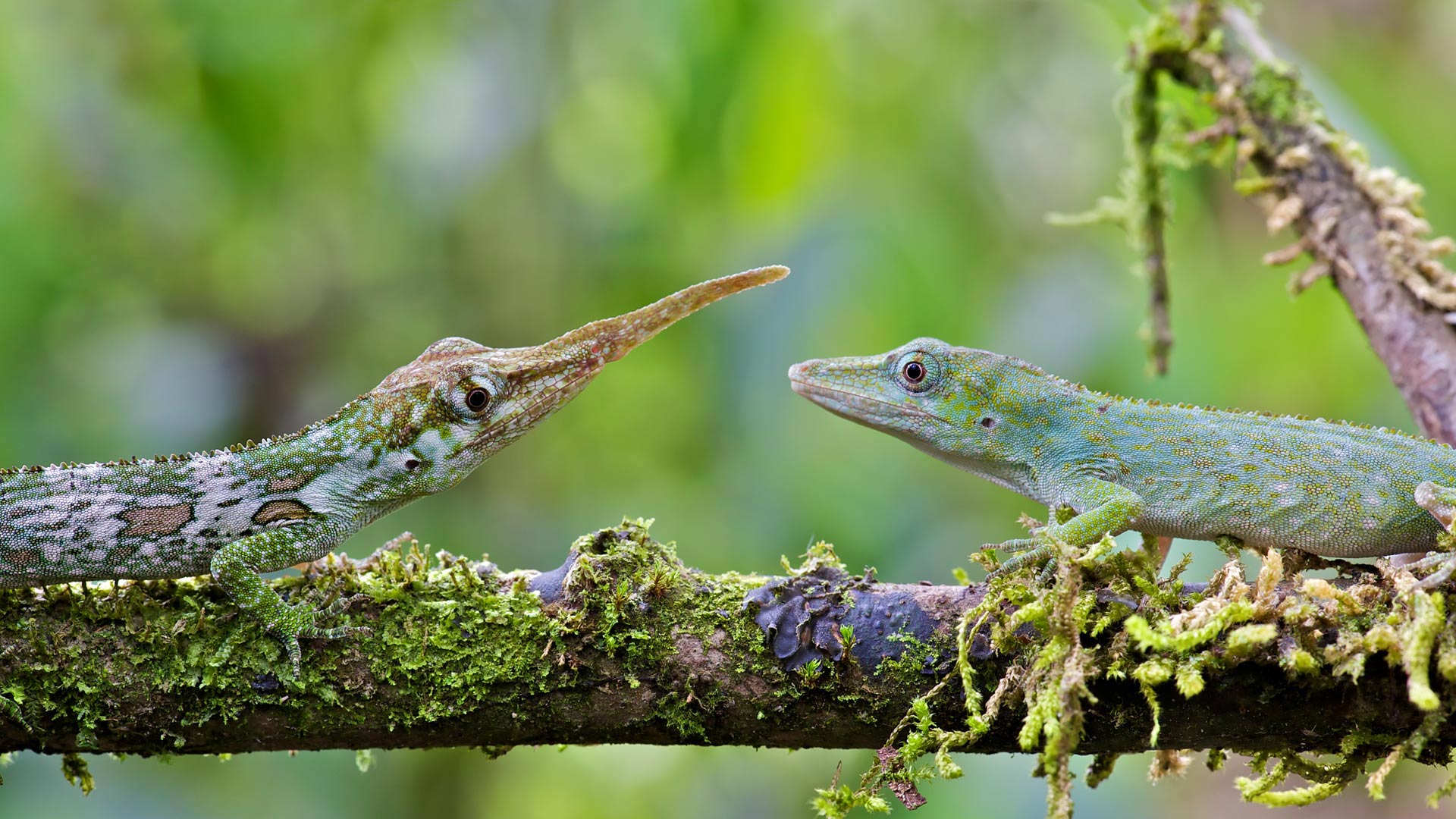 雄性和雌性的匹诺曹蜥蜴，厄瓜多尔明多 (© James Christensen/Minden Pictures) Bing Everyday Wallpaper 2019-08-14, Gawo69 [Bing Everyday Wall Paper 2019-08-14] url = http://www.bing.com/th?id=OHR.HornedAnole_ZH-CN0388959247_1920x1080.jpg