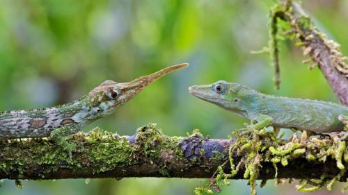 Male and female Ecuadorian horned anoles in Mindo, Ecuador (© James Christensen/Minden Pictures) Bing Everyday Wallpaper 2019-08-15
/tmp/UploadBetaxeuVSW [Bing Everyday Wall Paper 2019-08-15] url = http://www.bing.com/th?id=OHR.HornedAnole_EN-US5022096617_1920x1080.jpg

File Size (KB): 322.74 KB
Last Modified: November 26 2021 18:38:52
