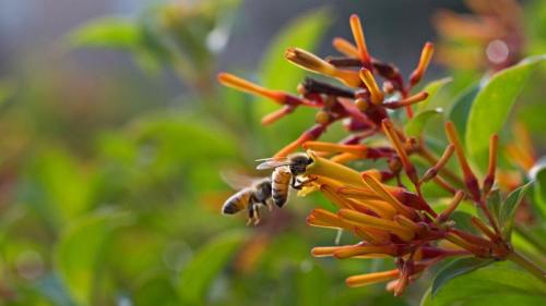 蜜蜂 (© Angela Parker/Offset) Bing Everyday Wallpaper 2019-08-17
/tmp/UploadBetaPE8tQy [Bing Everyday Wall Paper 2019-08-17] url = http://www.bing.com/th?id=OHR.DrinkingNectar_ZH-CN6196689688_1920x1080.jpg

File Size (KB): 311.98 KB
Last Modified: November 26 2021 18:38:53
