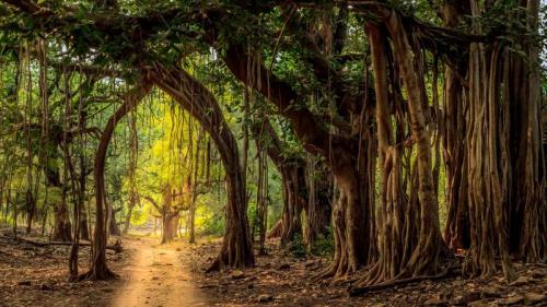 Jeep trail in Ranthambore National Park, India (© Lewis Kemper/Alamy Stock Photo) Bing Everyday Wallpaper 2019-08-28
/tmp/UploadBeta5qvqHK [Bing Everyday Wall Paper 2019-08-28] url = http://www.bing.com/th?id=OHR.RanthamboreTrees_ROW6727503347_1920x1080.jpg

File Size (KB): 266 KB
Last Modified: November 26 2021 18:38:54
