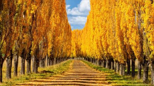 新英格兰的杨树，澳大利亚新南威尔士州 (© ILYA GENKIN/Alamy) Bing Everyday Wallpaper 2019-09-04
/tmp/UploadBetaV1gKyW [Bing Everyday Wall Paper 2019-09-04] url = http://www.bing.com/th?id=OHR.AutumnTreesNewEngland_ZH-CN1766405773_1920x1080.jpg

File Size (KB): 321.61 KB
Last Modified: November 26 2021 18:39:26
