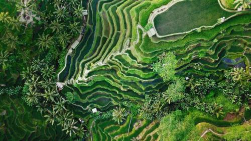 乌布的德格拉朗梯田，印度尼西亚巴厘岛 (© gorgeoussab/Shutterstock) Bing Everyday Wallpaper 2019-09-05
/tmp/UploadBetasNKXxn [Bing Everyday Wall Paper 2019-09-05] url = http://www.bing.com/th?id=OHR.Tegallalang_ZH-CN1855493751_1920x1080.jpg

File Size (KB): 332.42 KB
Last Modified: November 26 2021 18:39:31
