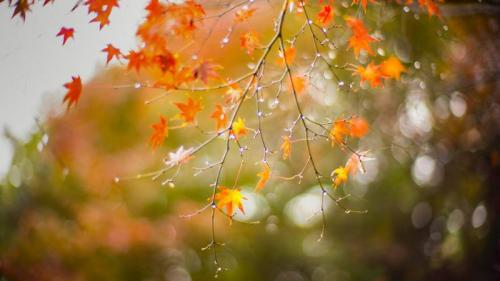 ｢露に濡れるモミジ｣兵庫, 神戸市 (© Katsuaki Shoda/EyeEm/Getty Images) Bing Everyday Wallpaper 2019-09-08
/tmp/UploadBetazPjl7l [Bing Everyday Wall Paper 2019-09-08] url = http://www.bing.com/th?id=OHR.HakuroMaple_JA-JP5180897384_1920x1080.jpg

File Size (KB): 334.1 KB
Last Modified: November 26 2021 18:39:32
