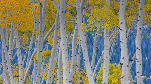 The Pando quaking aspen in Fishlake National Forest, Utah (© Don Paulson/Danita Delimont) Bing Everyday Wallpaper 2019-09-15
/tmp/UploadBetabQ0hTP [Bing Everyday Wall Paper 2019-09-15] url = http://www.bing.com/th?id=OHR.ThePando_EN-AU5808519263_1920x1080.jpg

File Size (KB): 334.78 KB
Last Modified: November 26 2021 18:39:28

