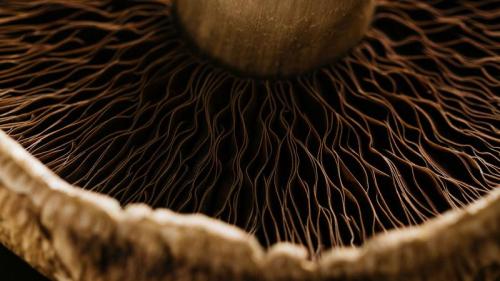 Detail of a portobello mushroom (© Justin Galloway/Offset) Bing Everyday Wallpaper 2019-09-17
/tmp/UploadBetaFoifwj [Bing Everyday Wall Paper 2019-09-17] url = http://www.bing.com/th?id=OHR.MushroomMonth_EN-US8427258585_1920x1080.jpg

File Size (KB): 337.18 KB
Last Modified: November 26 2021 18:39:29
